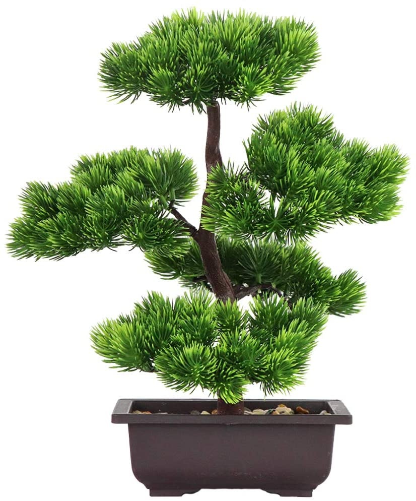 Bonsai di Pino Giapponese per  - Bonsai Garden Accessories recensione e prezzo
