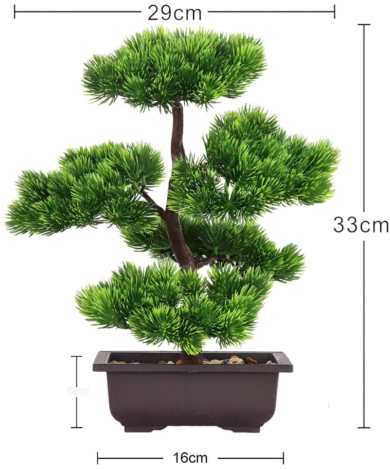 Bonsai di Pino Giapponese per  - Bonsai Garden Accessories recensione e prezzo
