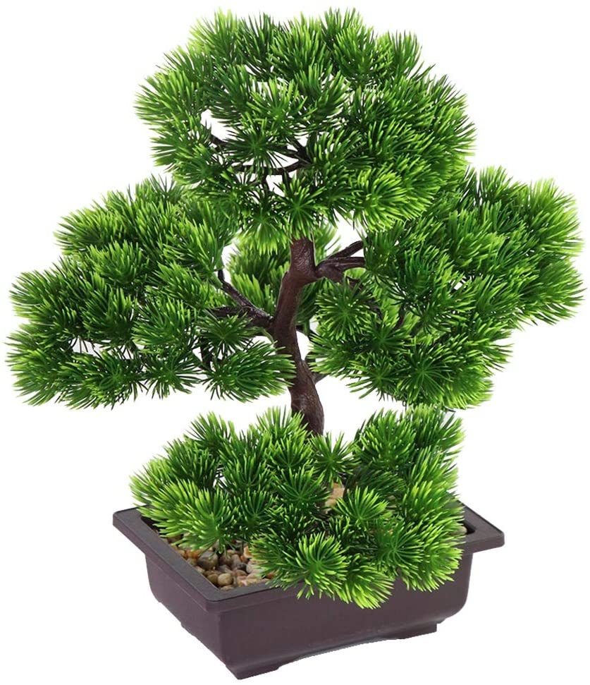 Bonsai di Pino Giapponese per  - Bonsai Garden Accessories recensione e prezzo