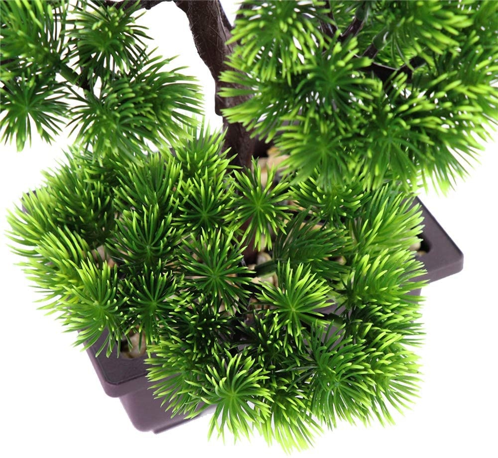 Bonsai di Pino Giapponese per  - Bonsai Garden Accessories recensione e prezzo