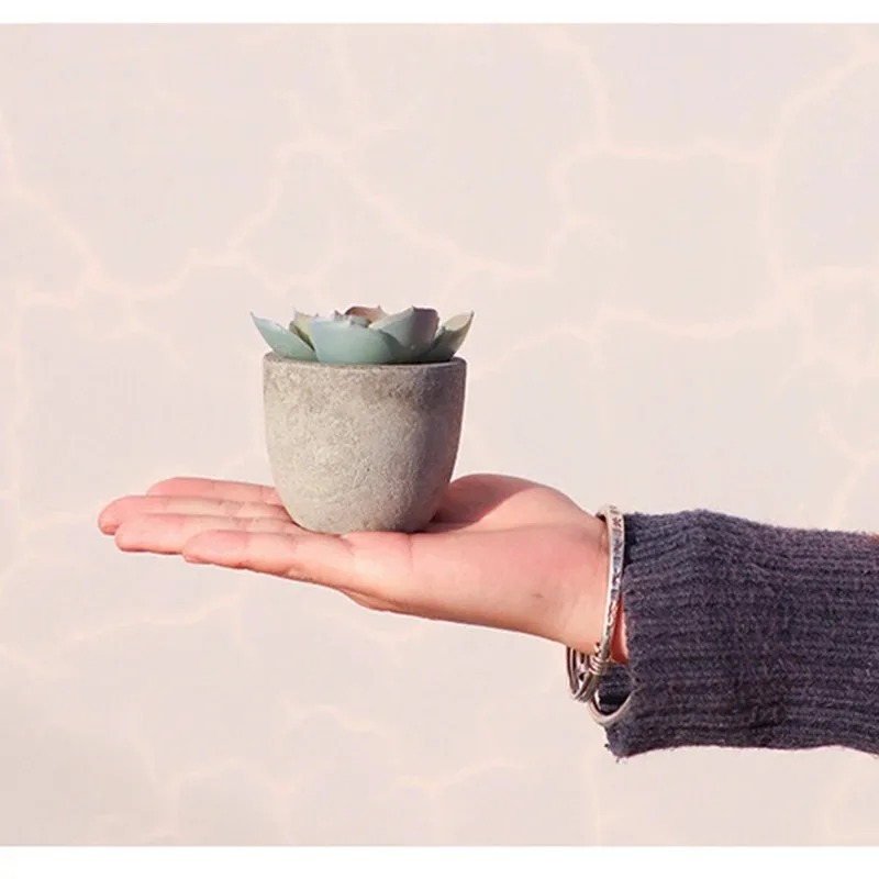 Mini piante artificiali di alo - Bonsai Garden Sushi recensione e prezzo